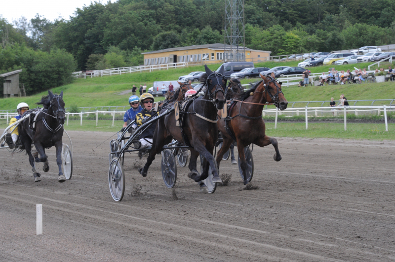 Tigrettehackstable 3324