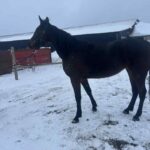 Udbydes til mandag a361f107-9f12-44e0-9718-6f10ced69c91