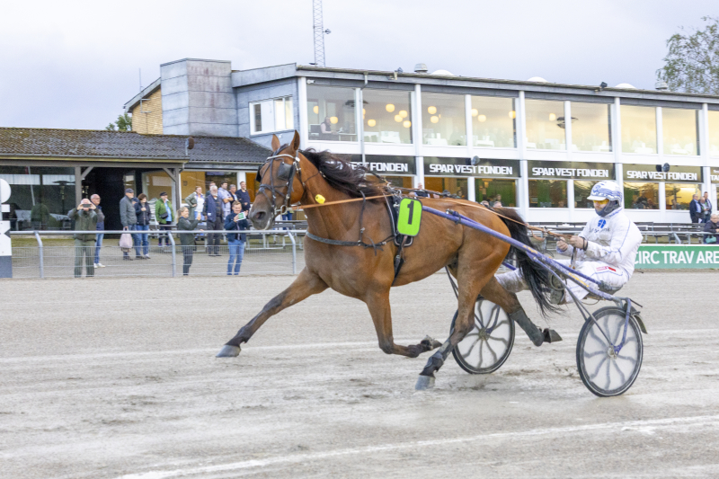 Travheste til salg på Travet.dk a_good_advice-1-1-1