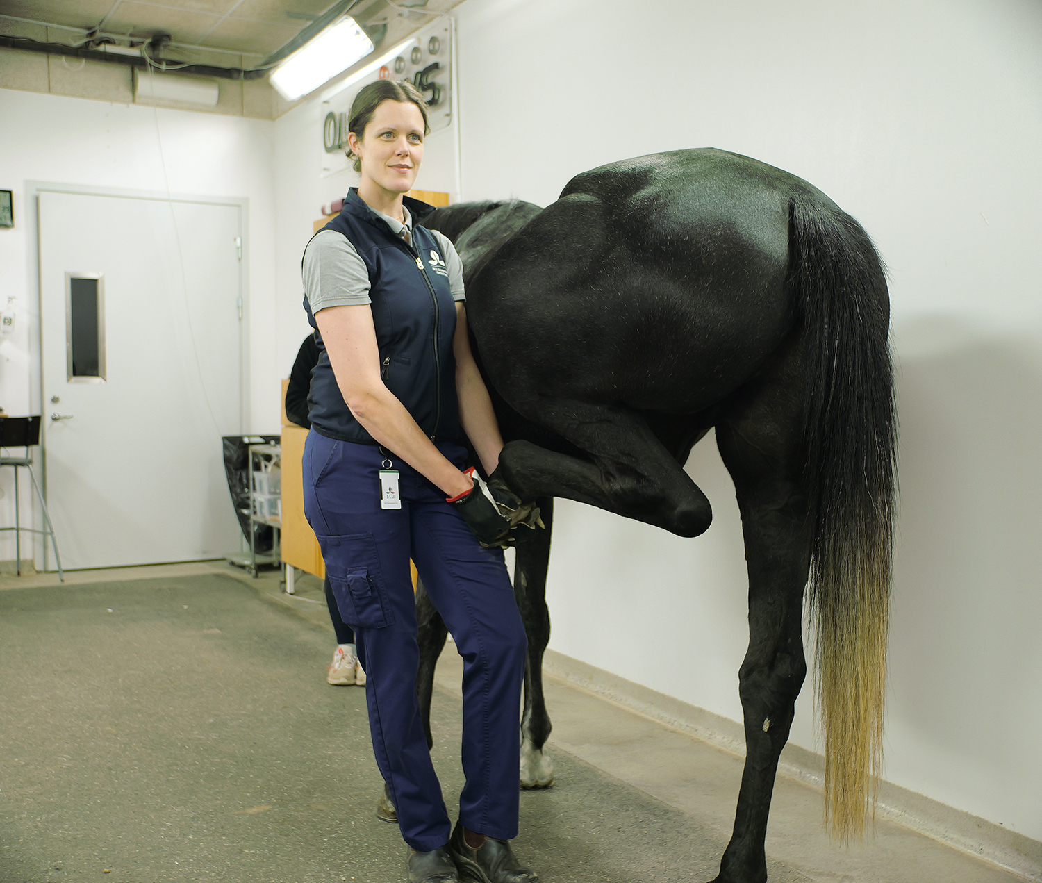 Ny forskning forbedrer diagnosticeringen af halthed hos heste aaad3844-ac9e-4e26-9c36-037941eb7dde