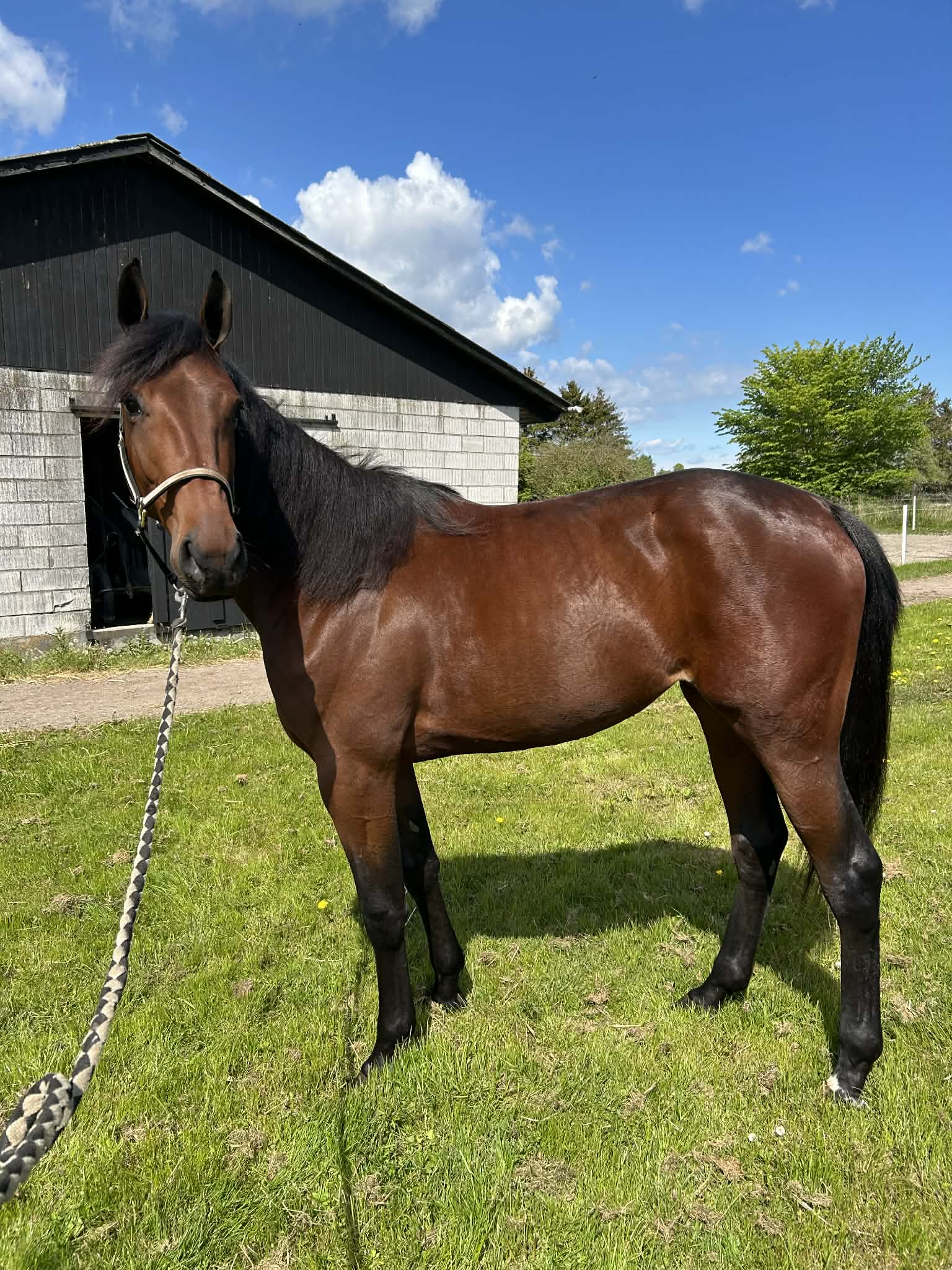 Endnu et salg på Travet.dk att.M9le9SZJrVWu37lSRh4pmU1-5CI0EtwUcp4GBv4MNlM-1