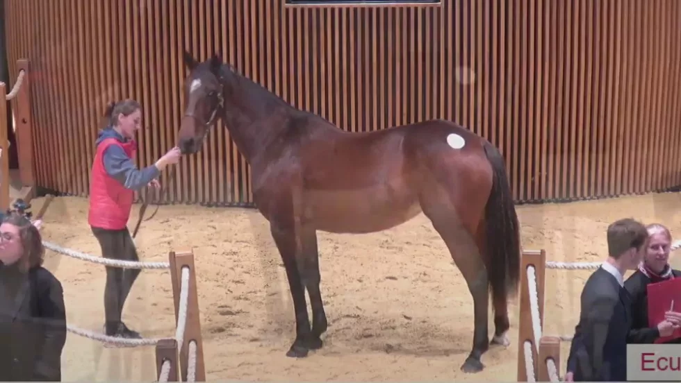Arqana Deauville: Dyre heste solgt trods rolige priser b24bc9ed7bb7c