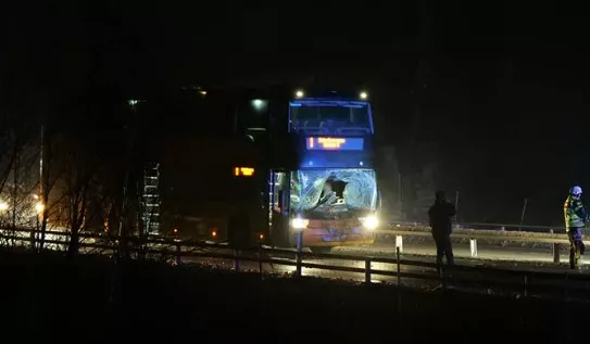 Busulykke kostede hest livet bus