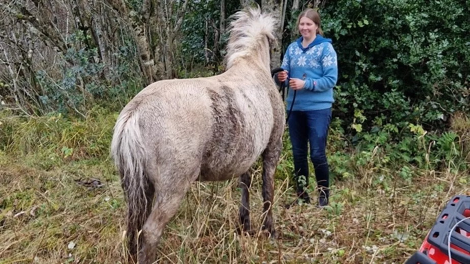 Hesten sad fast – brandvæsenet kom til undsætning ccdd089028e6e