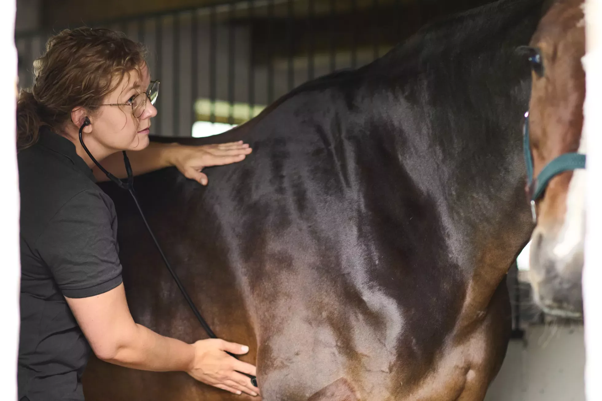 Fagstof - Beskyt dine heste e39088b7068d3