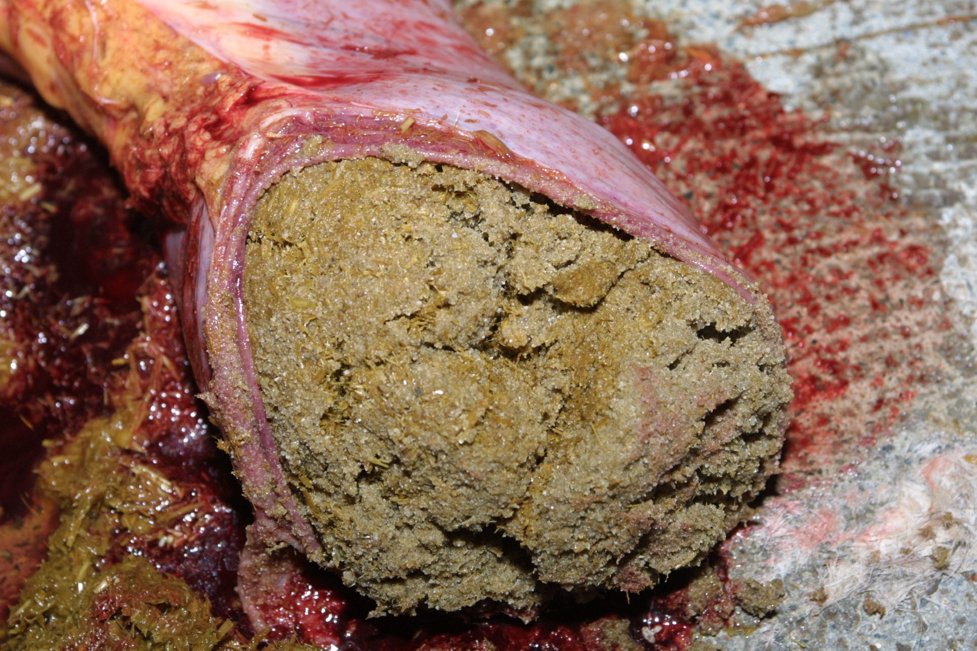 Dyrlægen rådgiver: Har din hest sand i tarmen? fa74980a-0c1a-4cf0-952b-65f4a3e9dffd