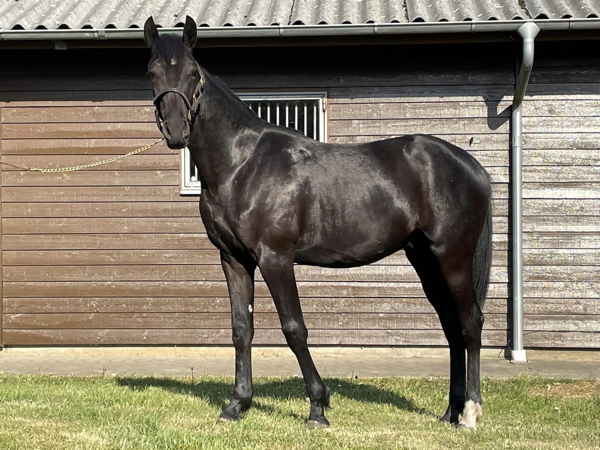 Power: En svensk avlshingst med international gennemslagskraft lonesomerider-2