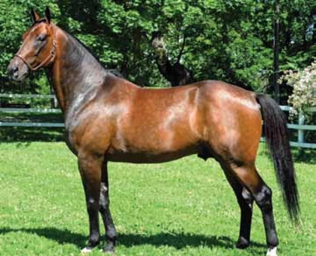 maharajah 21 o 6a7dbb96 1