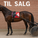 Nyt stort salg travhest til salg, r